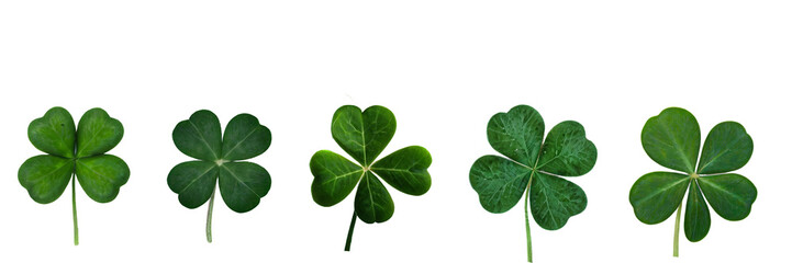 Collection set of green lucky clover and shamrock isolated on transparent background