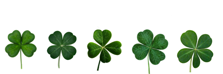 Collection set of green lucky clover and shamrock isolated on transparent background