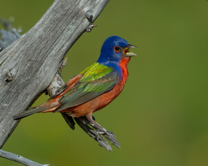 Male Painted Bunting