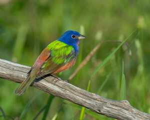 Male Painted Bunting