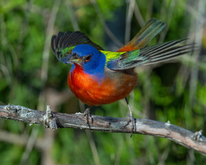 Male Painted Bunting