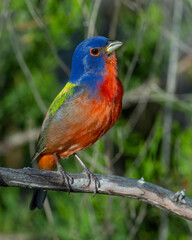 Male Painted Bunting