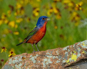 Male Painted Bunting