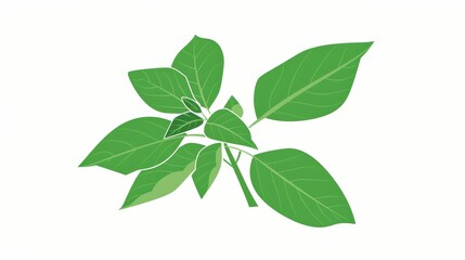 Fototapeta premium A simple illustration of holy basil, with only one in the center, symbolizing the art. Dynamic on a clean white background.