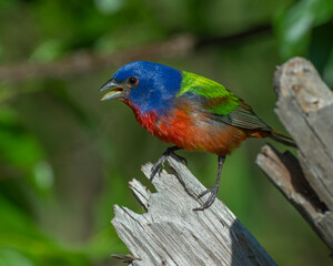 Male Painted Bunting