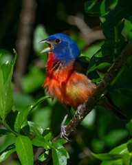 Male Painted Bunting