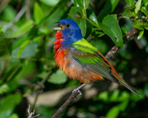 Male Painted Bunting