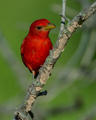 Adult Male Summer Tanager