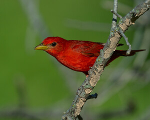 Adult Male Summer Tanager