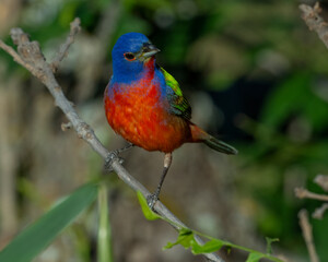 Male Painted Bunting