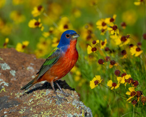 Male Painted Bunting