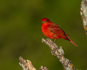 Adult Male Summer Tanager