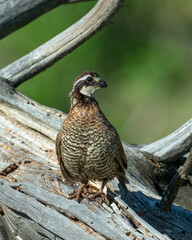 Male Northern Bobwhite Quail
