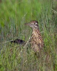 Roadrunner