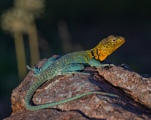 Male Eastern Collared Lizard, the state Reptile of Oklahoma