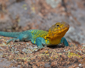 Male Eastern Collared Lizard, the state Reptile of Oklahoma