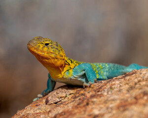 Male Eastern Collared Lizard, the state Reptile of Oklahoma