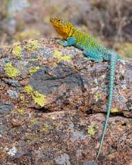 Male Eastern Collared Lizard, the state Reptile of Oklahoma