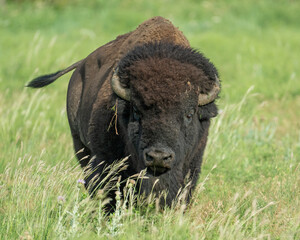 Fototapeta premium Bull Bison