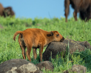 Bison Calf