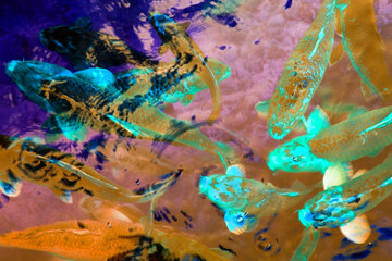 Colorful koi fish in a pond, Koh Samui, Thailand