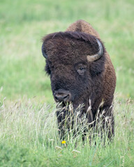 Bull Bison
