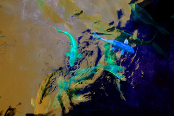 Colorful koi fish swimming in the water, closeup of photo