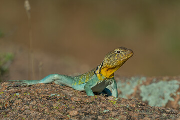 Male Eastern Collared Lizard, the state Reptile of Oklahoma