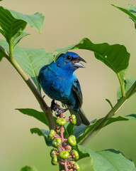 Male Indigo Bunting