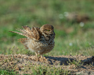 Burrowing Owl