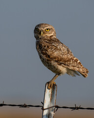 Burrowing Owl