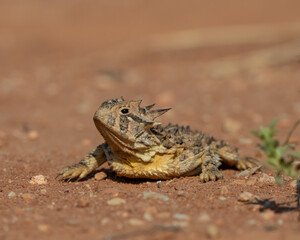 Texas Horned Lizard also known as a Horny Toad