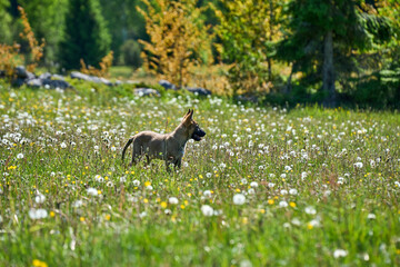 Beautiful German Shepherd puppy playing on a flower meadow on a sunny summer day in Skaraborg Sweden