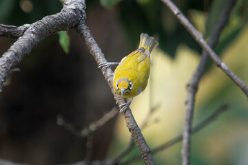 Indian white-eye or Zosterops palpebrosus, in Binsar in Uttarakhand, India