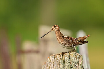 Wilson's Snipe sits perched on a fence post in an agricultural field