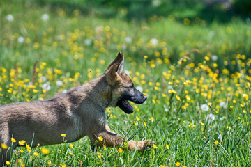 Beautiful German Shepherd puppy playing on a flower meadow on a sunny summer day in Skaraborg Sweden