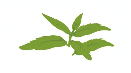 Obraz premium A simple illustration of Stevia, with only one in the center, is a symbol of art. Dynamic on a clean white background.