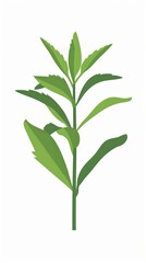 A simple illustration of Stevia, with only one in the center, is a symbol of art. Dynamic on a clean white background.