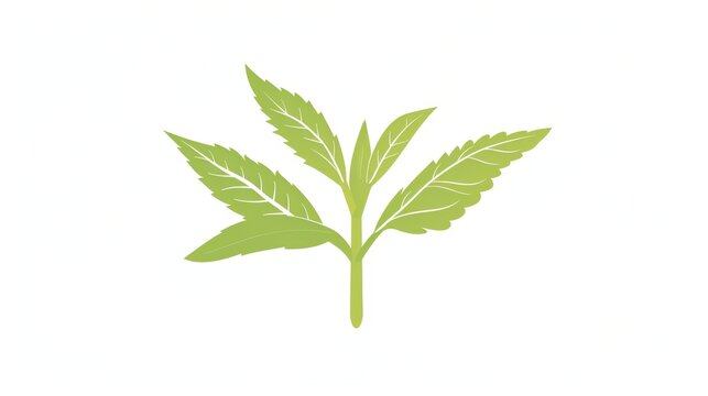 A simple illustration of Stevia, with only one in the center, is a symbol of art. Dynamic on a clean white background.