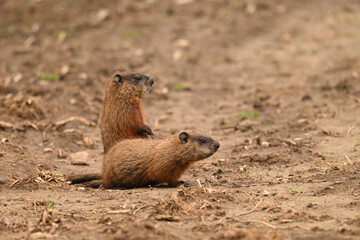 Two baby groundhogs explore the outside of their den along the edge of a wind row of an agriculture field