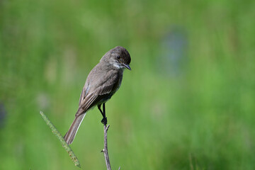 Eastern Phoebe flycatcher bird perched in summer meadow