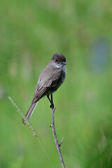 Eastern Phoebe flycatcher bird perched in summer meadow