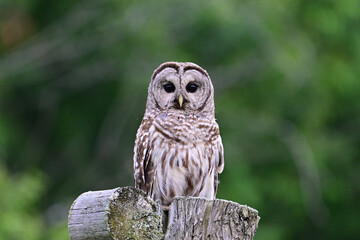 A young Barred Owl perched on a cedar post