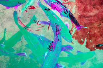 Fototapeta premium Koi fish swim in the pond. Colorful fishes in the pond.