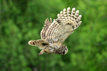 Summer rural scene of a fledged young Barred Owl in flight with wings spread