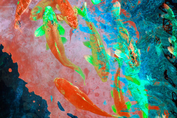 Naklejka premium Koi fish swimming in the water. Colorful koi fish.