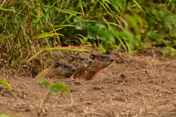 Three baby groundhogs explore the outside of their den along the edge of a wind row of an agriculture field