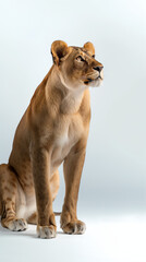 Obraz premium lion