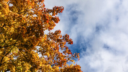 Autumn foliage with vibrant orange and yellow leaves under a clear sky