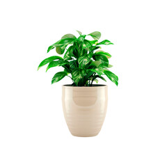 Obraz premium Shiny ceramic pot with plant. Isolated on transparent background.